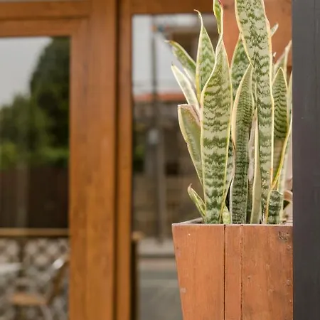 Caribe サンシェンショ