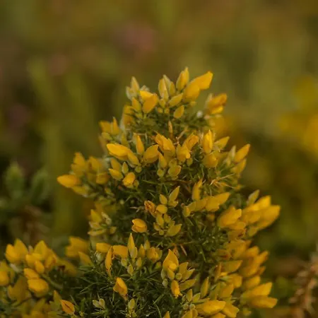 Caribe サンシェンショ